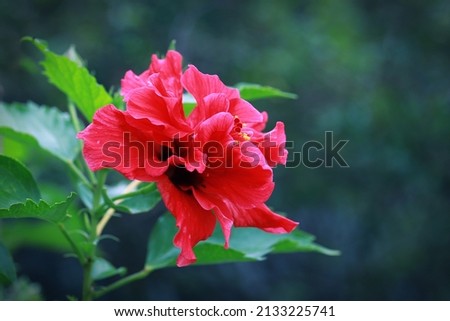 Double red hibiscus flower with green bokeh background