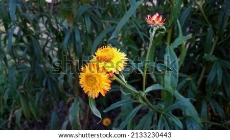 Yellow Xerochrysum bracteatum Flower or straw flowers 0r golden everlasting .