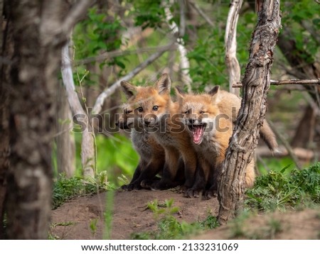 Wild ans free fox cubs playing close to their den