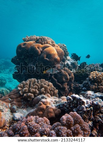 An underwater scene with coral reef and tropical fish