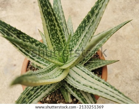 a closeup of a gold tooth aloe nobilis with green and cream yellow striped rosettes 4373,Variegated Candelabra aloe (Aloe arborescens Variegata).selective focus.