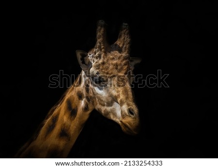 A closeup of the giraffe head isolated on black background 