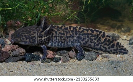 Closeup on adult critically endangered neotenic Anderson's salamander ,Ambystoma andersoni, endemic to Zacapu Lagoon in Mexico