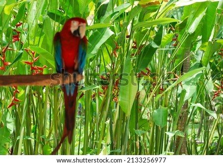 Nuri Bayan or Parrot  in Bali Bird Park, is a medium-sized bird with a length of about 43cm and is one of the genus Eclectus parrots.