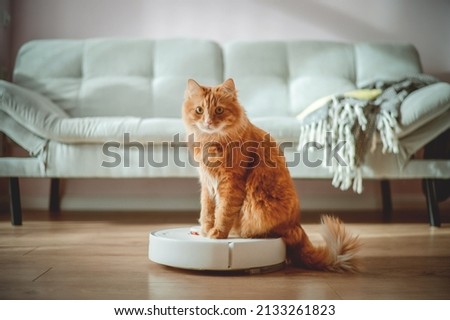 Funny cat sitting on the robot in the living room at home with sofa. Rides the cleaner on wooden floor. Ginger cat, watches the robot with a vacuum cleaner, touches it with its paw, runs after robot. Royalty-Free Stock Photo #2133261823