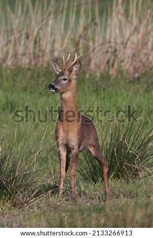 Western Roe Deer (Capreolus capreolus) adult buck standing on rough pasture

Eccles-on-Sea, Norfolk, UK       May Royalty-Free Stock Photo #2133266913