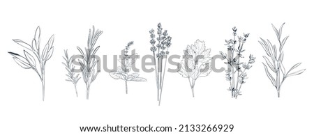 Hand drawn vector illustration of different culinary herbs and spices. Rosemary, thyme, lavender, basil, tarragon etc Royalty-Free Stock Photo #2133266929