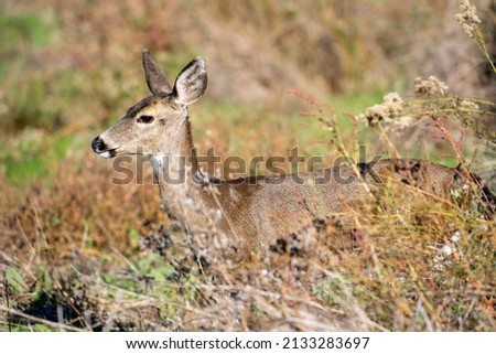 California Mule Deer (Odocoileus hemionus californicus) standing in the dry grass field. Beautiful deer in its natural habitat.