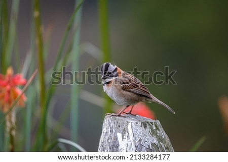Rufous-collared sparrow (Zonotrichia capensis), Cocora Valley, Colombia
