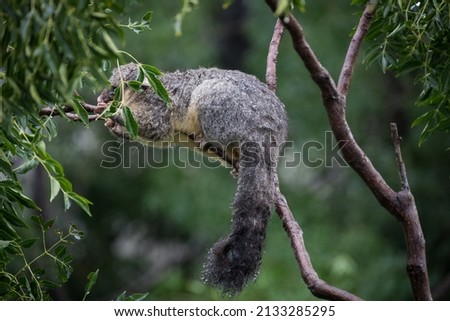 View of a possum in a tree