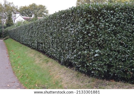 Close up of Ilex aquifolium hedge seen in the garden. Royalty-Free Stock Photo #2133301881