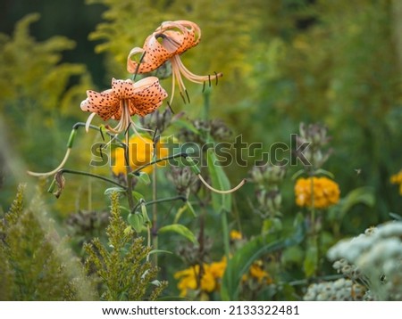 Tiger lily, Lilium lancifolium, showy perennial garden flower blooming in autumn  with orange blossoms, closeup with selective focus and copy space