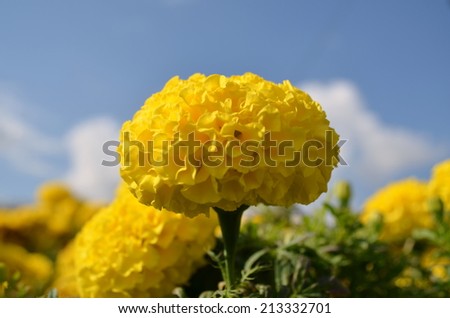 flowersflowers