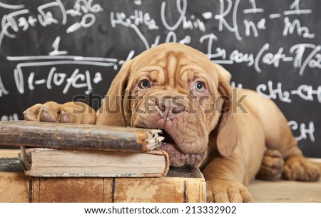 Puppy of Dogue de Bordeaux (French mastiff) chewing a book  Royalty-Free Stock Photo #213332902