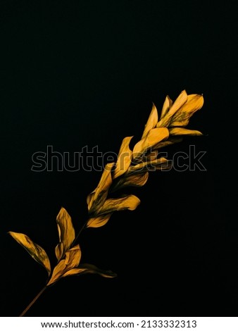 abstract branch of dried flower, art photo of plants, strong contrast and grain, frame on vintage film