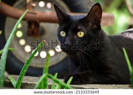 black cat with watchful eyes, international cat day, 
world animal day, animal adoption day, san francisco de assis day, adopt pet

