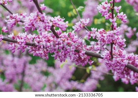 Japanese cherry sakura blossoms in spring, pink flowers close-up on a branch. Branches of blossoming cherries in nature outdoors