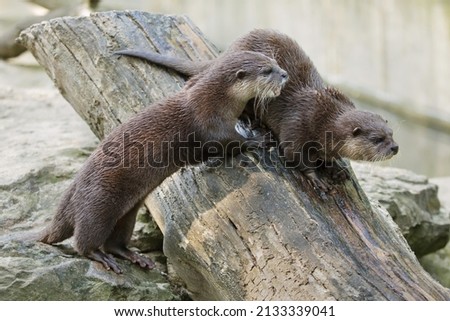 Oriental small-clawed otter (Amblonyx cinereus), also known as the Asian small-clawed otter.  Royalty-Free Stock Photo #2133339041