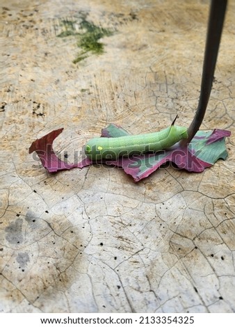 A fat green leaf-eating caterpillar sitting on a green leaf that appears to have been gnawed on a cement floor