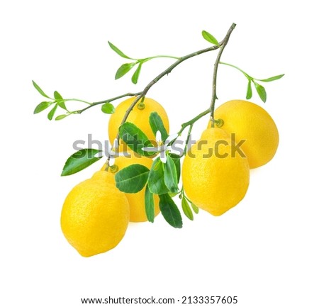 Lemon with green leaves and flower on tree branch isolated on white background.  Royalty-Free Stock Photo #2133357605