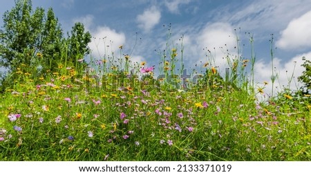 Wildflower meadow with colorful meadow flowers