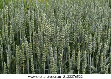 Common wheat 'Triticum aestivum' field  Royalty-Free Stock Photo #2133376533