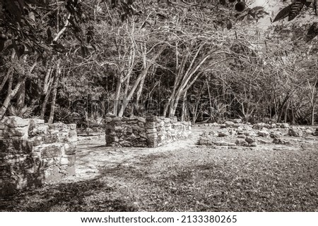Old black and white picture of the ancient Mayan site with temple ruins pyramids and artifacts in the tropical natural jungle forest palm trees and walking trails Muyil Chunyaxche Quintana Roo Mexico.