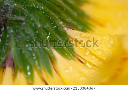 Beautiful flower with vivid colors and dew drops after the rain, Spring flower in the garden with raindrops on the leaves, Closeup Photography presenting the Beauty of nature