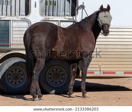 A beautiful brown horse with a fly mask alongside a trailer