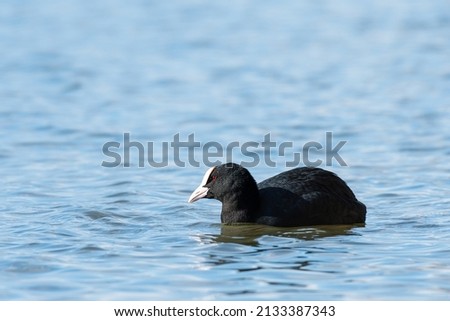 Portrait of a Eurasian Coot swimming on a lake, sunny day in winter, Vienna (Austria)
