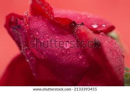 Beautiful fresh flower with vivid colors and dew drops after the rain, Spring flower in the garden with raindrops on the leaves, Closeup Photography presenting the Beauty of nature