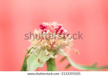 Beautiful fresh flower with vivid colors and dew drops after the rain, Spring flower in the garden with raindrops on the leaves, Closeup Photography presenting the Beauty of nature