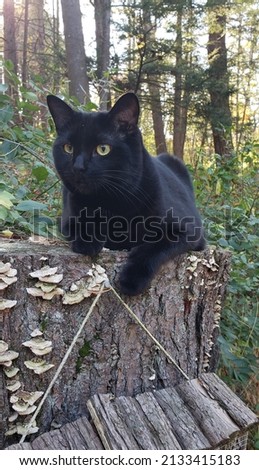 A black cat laying on a mushroom covered stump.
