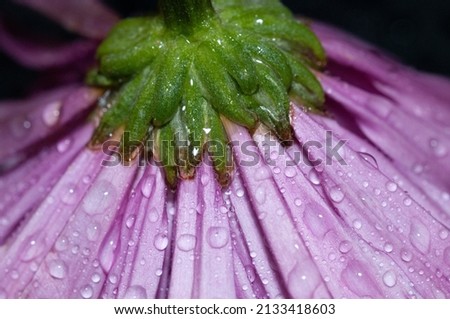 Beautiful fresh flower with vivid colors and dew drops after the rain, Spring flower with texture in the garden with raindrops on the leaves, Closeup Photography presenting the Beauty of nature