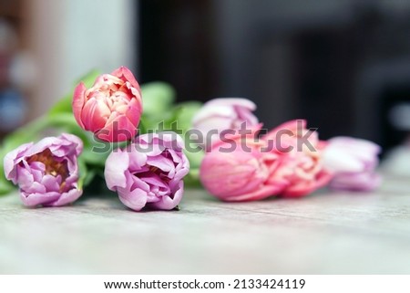 Pink and purple tulips in a bouquet close up on the table