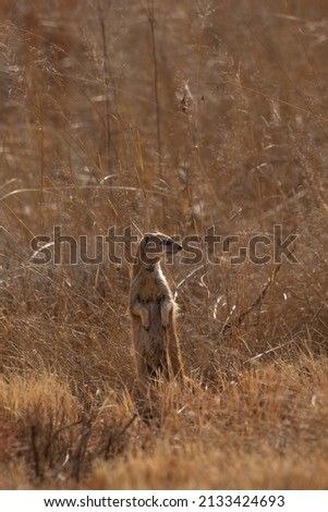 Yellow Mongoose in Pilanesberg National Park