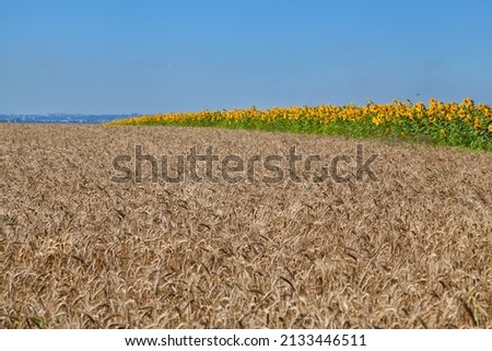 Golden wheat field and yellow sunflower field under blue sky with clouds in peaceful Ukraine.