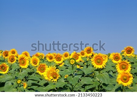 Yellow sunflowers under blue sky in Ukraine, peaceful ukrainian landscape.