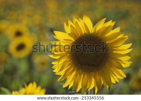 Solar field of sunflowers in Russia.