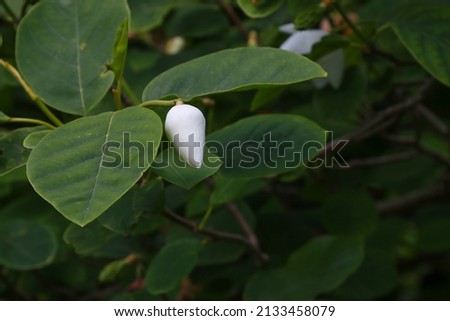Siebold magnolia bush blooming with white flowers 