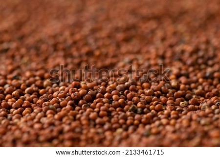 Macro photo of finger millet with selective focus and blurry background with bokeh. It is very nutritive cereals consumed in various regions of India and also known as ragi, nachani, kodo.