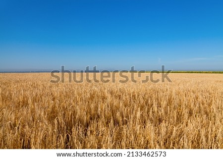 Yellow wheat field under blue sky in Ukraine.