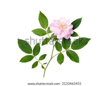 Close up Pink Rose flower with leaf on white background with clipping path. (Scientific name Rosa damascena)