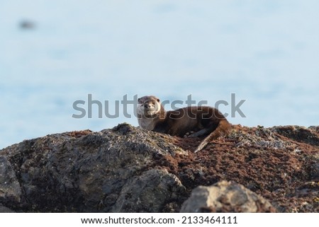 The sea otter Enhydra lutris resting on seaside rock. It is a marine mammal native to the coasts of the North Pacific Ocean. The heaviest in weasel family, but among the smallest marine mammals