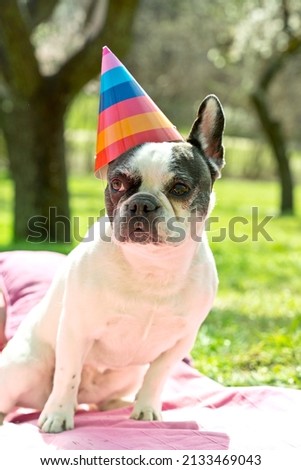 Vertical cropped image of french bulldog on birthday party outdoors. Portrait of black and white small dog wearing a birthday hat on a spring picnic. Animals lifestyle outdoors.