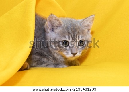 A cute gray little one crawls out of a yellow blanket. Kitten covered with a blanket on a yellow background. The concept of adorable little pets. Greeting card background with little charming kitten