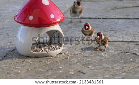 Goldfinches feeding from a Mushroom Toadstool Ceramic Bird Feeder 