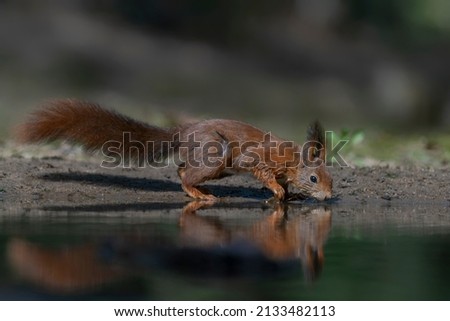 Eurasian red squirrel (Sciurus vulgaris) on the waterfront in the forest of Limburg in the Netherlands.                               