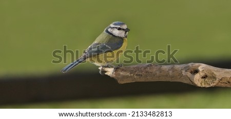 Blue Tit sitting a on a branch in a tree in woods