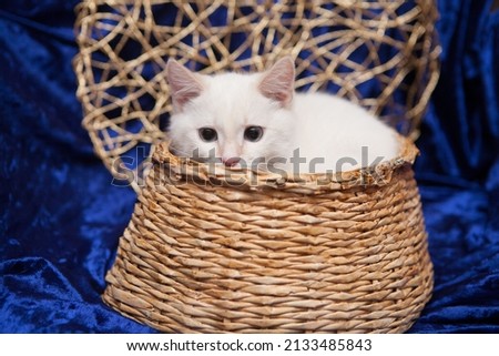 white beautiful furry cat posing, looking in camera